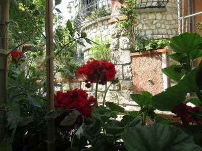 a window with red flowers in a garden at La grotte in Aspremont