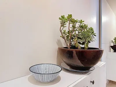 two plants sitting on top of a white cabinet at One bedroom apartment with terrace , Port de Nice , ideal location in Nice