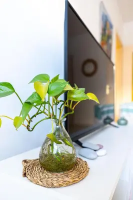 a vase with a plant sitting on a desk at Rue Michelet in Nice
