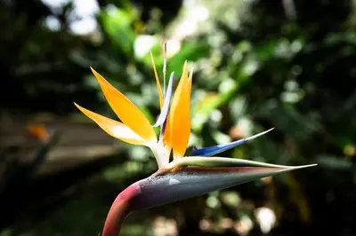 a close up of a flower with colorful flowers at Oiseau du paradis studio central pour 4 personnes in Cagnes-sur-Mer