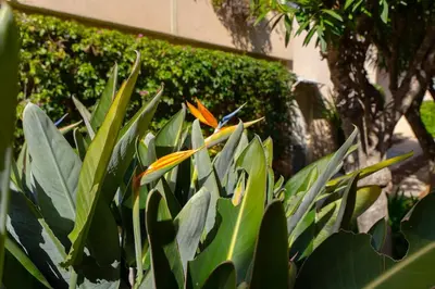 a green plant with an orange flower on it at Le Bougainvillier in Nice