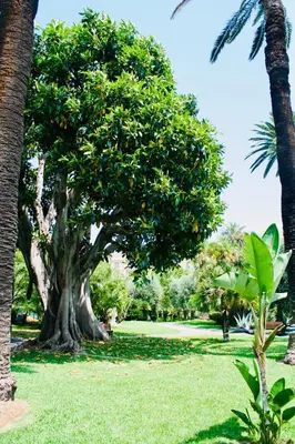 a group of trees in a park with green grass at Carpe Diem in Beaulieu-sur-Mer