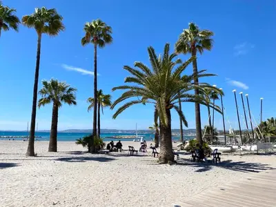 a group of palm trees on a sandy beach at Appartement sur la Plage, Le Royal Beach in Saint-Laurent-du-Var