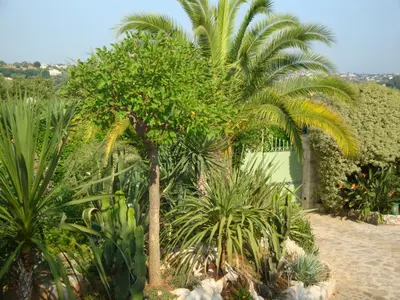 a garden with palm trees and other plants at La Bergerie B&B in Vence