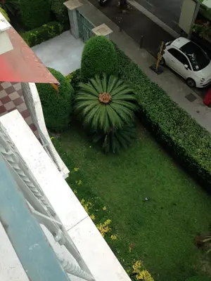 a view of a garden with a large green plant at Studio équipé à 9mn à pied du centre ville et de la plage in Nice