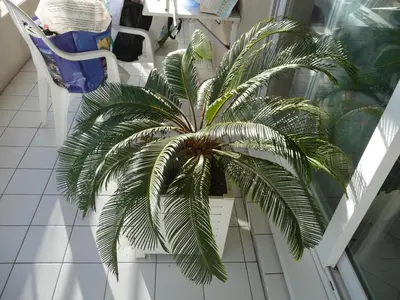 a palm tree sitting on a table in a room at Chambre chez l'habitant Nice Baie des Anges in Nice