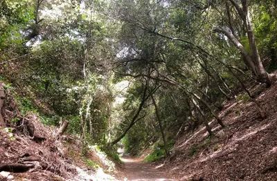 a dirt road through a forest with trees at La Coulina in Nice