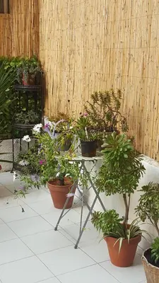 a bunch of potted plants sitting on a table at Nice France in Nice