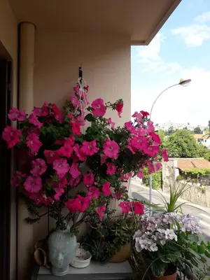 a bunch of pink flowers on a window sill at Chambre chez l’habitant chez Nadine in Cagnes-sur-Mer