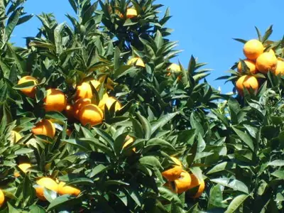 an orange tree filled with lots of oranges at Appartement Nice Port in Nice