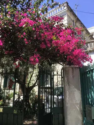 a gate with pink flowers hanging from it at Appartement Tout Confort avec Terrasse in Nice