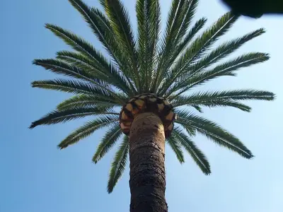 a palm tree looking up at the sky at Castel Enchanté in Nice