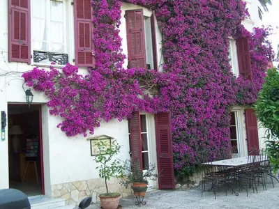 a building with purple flowers on the side of it at Castel Enchanté in Nice