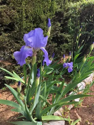 a plant with purple flowers in a garden at Villa C3 Arthur Rimbaub chambre d’hôte piscine proche mer plage 600m in Cagnes-sur-Mer