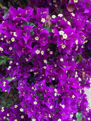 a bunch of purple flowers in a pot at Villa C3 Arthur Rimbaub chambre d’hôte piscine proche mer plage 600m in Cagnes-sur-Mer