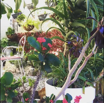a garden with many different plants and a chair at Hotel Danemark in Nice