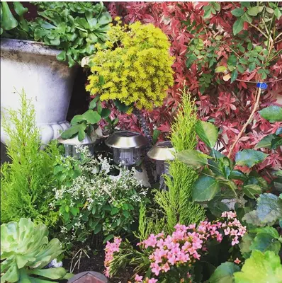 a garden with many different types of flowers at Hotel Danemark in Nice