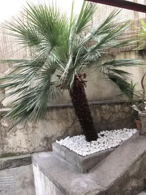 a palm tree sitting on top of a stone ledge at Nice Grand appartement face jardin in Nice