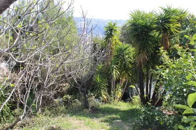 a forest with palm trees and grass at Rez de villa avec beau jardin et belle vue in Saint-Laurent-du-Var