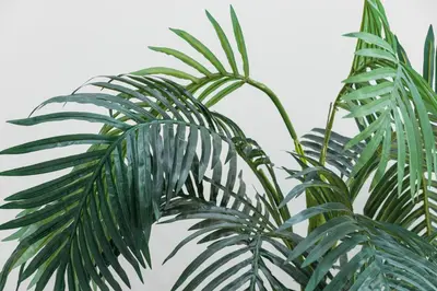 a close up of a green palm tree at FEEL HOME - Congrès 13 in Nice