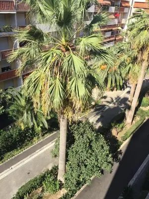 an aerial view of a palm tree in front of a building at Studio à 2 pas de la promenade des anglais in Nice