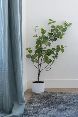 a potted plant sitting on a rug in a room at 2 BAVASTRO - Beau 2 pieces lumineux et cosy - Climatise in Nice