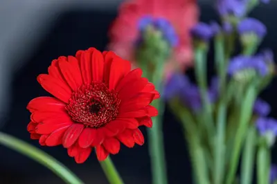 a red flower in a bunch of other flowers at FEEL HOME - ALPHONSE KARR in Nice