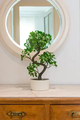 a plant sitting on a dresser in front of a mirror at Stunning flat by the beach, Carre d'or-Negresco in Nice