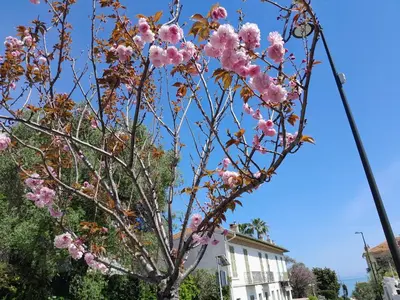 a tree with pink flowers in front of a building at Beauty in Saint-Jean-Cap-Ferrat