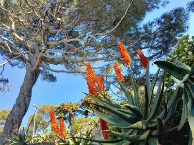 a cactus with red flowers in front of a tree at Beauty in Saint-Jean-Cap-Ferrat
