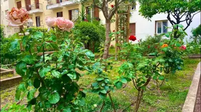 a garden with roses and plants in front of a building at L'Avenir du Ray in Nice