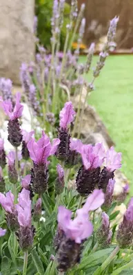 a bunch of purple flowers in a garden at LA CASA in Cagnes-sur-Mer