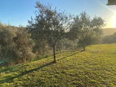 two trees in the middle of a field at Villa avec piscine chauffée Nice collines in Nice