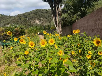 a field of yellow sunflowers next to a wall at Un brin de paille in Cagnes-sur-Mer