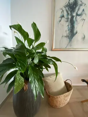 a plant in a vase sitting on a floor at LE BAHIA in Nice