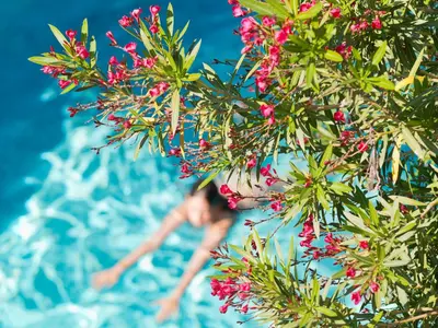 a person in the water with a tree with red berries at Le Val Duchesse Hotel & Appartements in Cagnes-sur-Mer