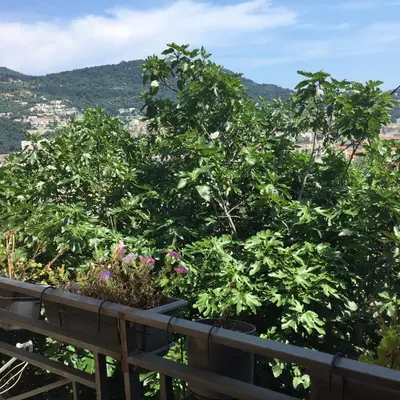 a garden with green plants and flowers on a fence at Appartement 02 Vue Panoramique -WIFI- Parking privé -NICE in Nice