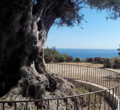 a large tree next to a metal fence at Nice garden in Nice