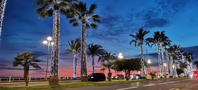 a street lined with palm trees at night at Exceptional brand new flat, 20 m from beach, 85 sq in Nice