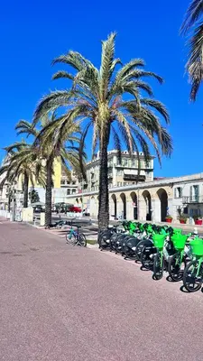 a row of bikes parked next to palm trees at L'Azur Plaisance in Nice