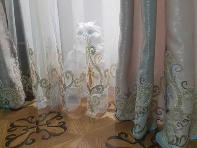 a cat peeking out from behind some curtains at LOFT LUXE et GLAMOUR ! NICE CENTRE. in Nice